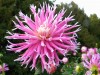 100?width=100&height=80&name=dahlia-lila