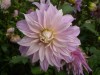 102?width=100&height=80&name=dahlia-meze