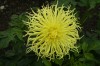 103?width=100&height=80&name=dahlia-mene