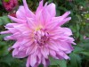 104?width=100&height=80&name=dahlia-naur