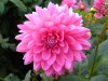 105?width=100&height=80&name=dahlia-nian