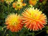 106?width=100&height=80&name=dahlia-orna