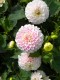 107?width=100&height=80&name=dahlia-pirm