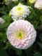 108?width=100&height=80&name=dahlia-perl