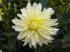 109?width=100&height=80&name=dahlia-saln