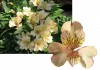 10?width=100&height=80&name=alstroemeria