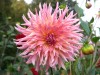 110?width=100&height=80&name=dahlia-smal