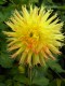 112?width=100&height=80&name=dahlia-zemg