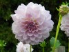 113?width=100&height=80&name=dahlia-eval