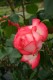 116?width=100&height=80&name=rosa-antike