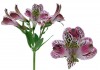 11?width=100&height=80&name=alstroemeria