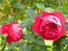 121?width=100&height=80&name=rosa-ascot-