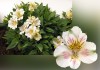 12?width=100&height=80&name=alstroemeria