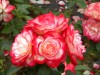 141?width=100&height=80&name=rosa-jubile