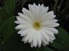 14?width=100&height=80&name=gerbera-jame