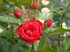 150?width=100&height=80&name=rosa-piano-