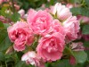 151?width=100&height=80&name=rosa-pink-g