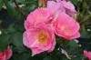 152?width=100&height=80&name=rosa-pink-r