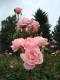 154?width=100&height=80&name=rosa-queen-