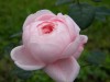 155?width=100&height=80&name=rosa-queen-