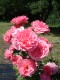 157?width=100&height=80&name=rosa-ramira