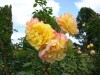 162?width=100&height=80&name=rosa-rugeld