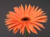 16?width=100&height=80&name=gerbera-jame