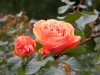 170?width=100&height=80&name=rosa-tatton