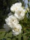 174?width=100&height=80&name=rosa-weisse