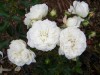 175?width=100&height=80&name=rosa-white-