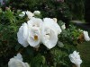 178?width=100&height=80&name=rosa-rugosa