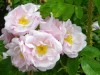 179?width=100&height=80&name=rosa-rugosa