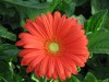 17?width=100&height=80&name=gerbera-jame