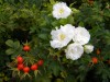 180?width=100&height=80&name=rosa-rugosa