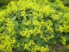 183?width=100&height=80&name=alchemilla-