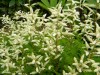 185?width=100&height=80&name=aruncus-aet