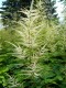 186?width=100&height=80&name=aruncus-ame