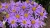 188?width=100&height=80&name=aster-consp