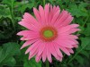 18?width=100&height=80&name=gerbera-jame