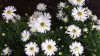 190?width=100&height=80&name=aster-dumos