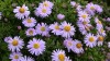 191?width=100&height=80&name=aster-dumos