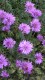 192?width=100&height=80&name=aster-dumos