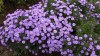 193?width=100&height=80&name=aster-dumos