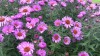 197?width=100&height=80&name=aster-novae