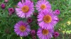 198?width=100&height=80&name=aster-novae