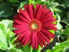 19?width=100&height=80&name=gerbera-jame