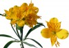 1?width=100&height=80&name=alstroemeria-