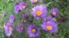 200?width=100&height=80&name=aster-novae