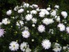 201?width=100&height=80&name=aster-novi-