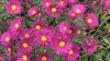 202?width=100&height=80&name=aster-novi-